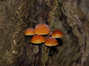 Зимние грибы в Сочи: красивые и очень полезные